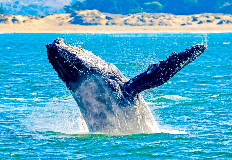 Croisière d'observation des baleines