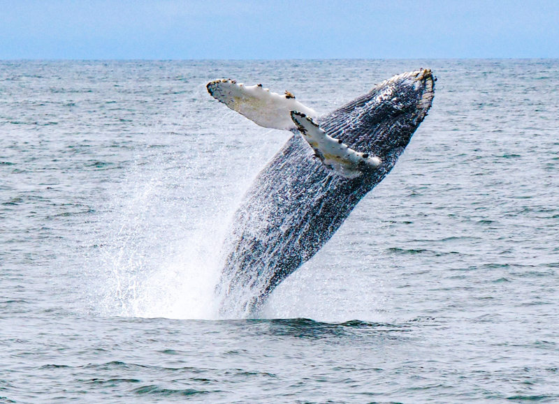 Croisière d'observation des baleines