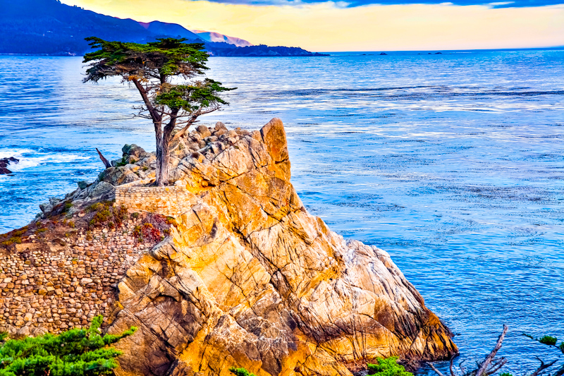 Lone Cypress