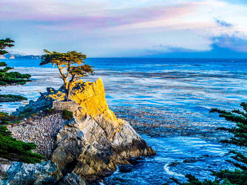 Lone Cypress