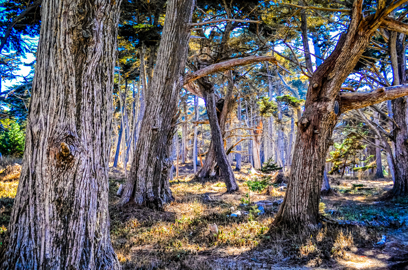 17-mile Drive