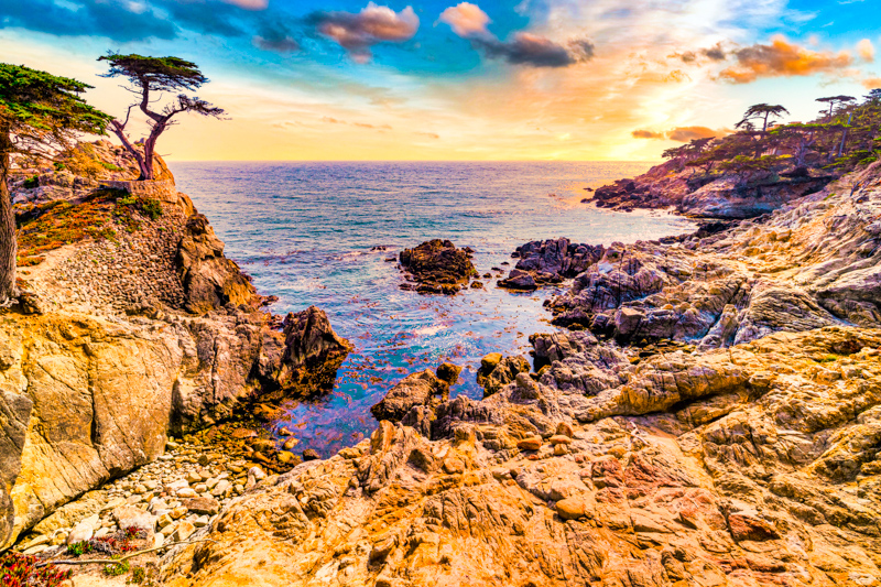 Lone Cypress