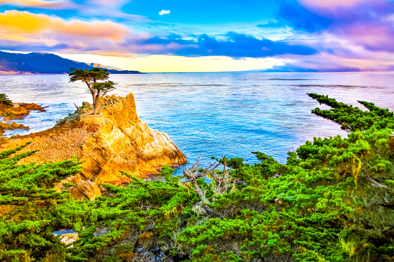 Lone Cypress