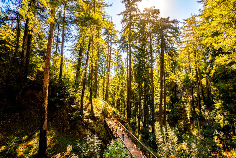 Pfeiffer Falls Trail