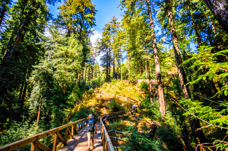 Pfeiffer Falls Trail