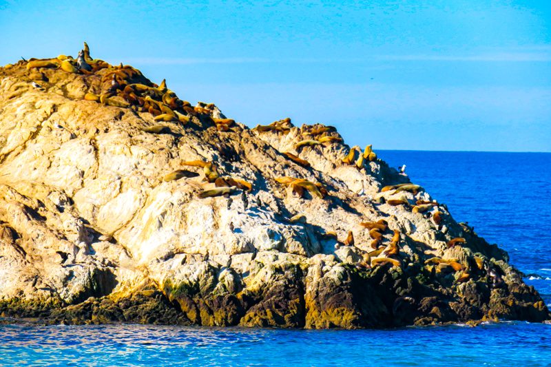 Bird Island