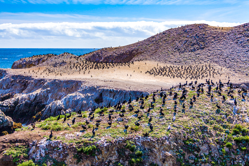 Bird Island