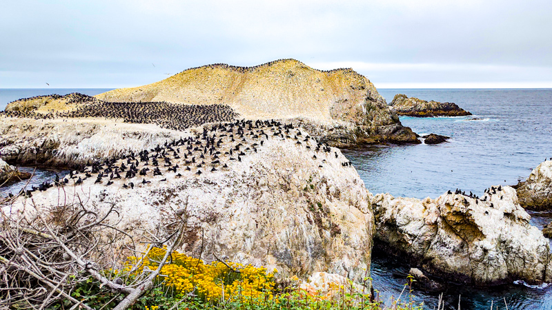 Bird Island