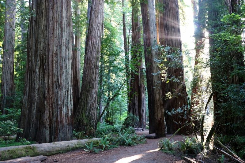 Redwood National Park