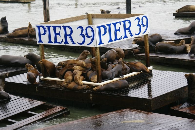 Pier 39