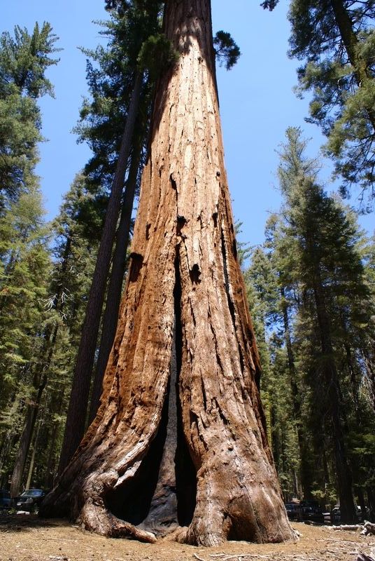 Mariposa Grove