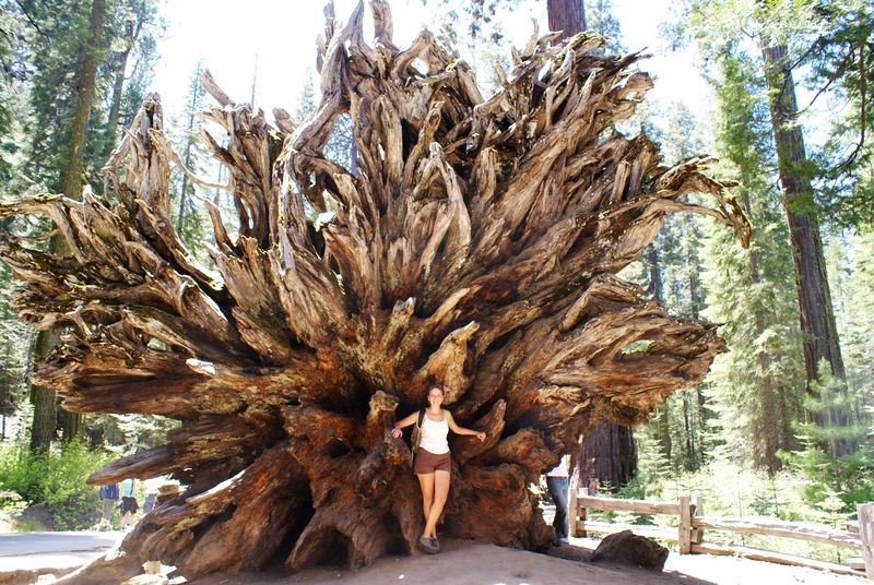 Mariposa Grove