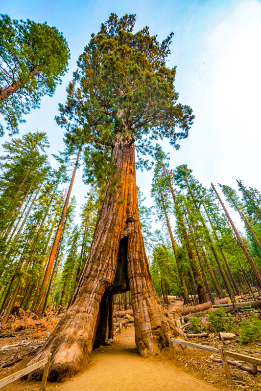California Tunnel Tree