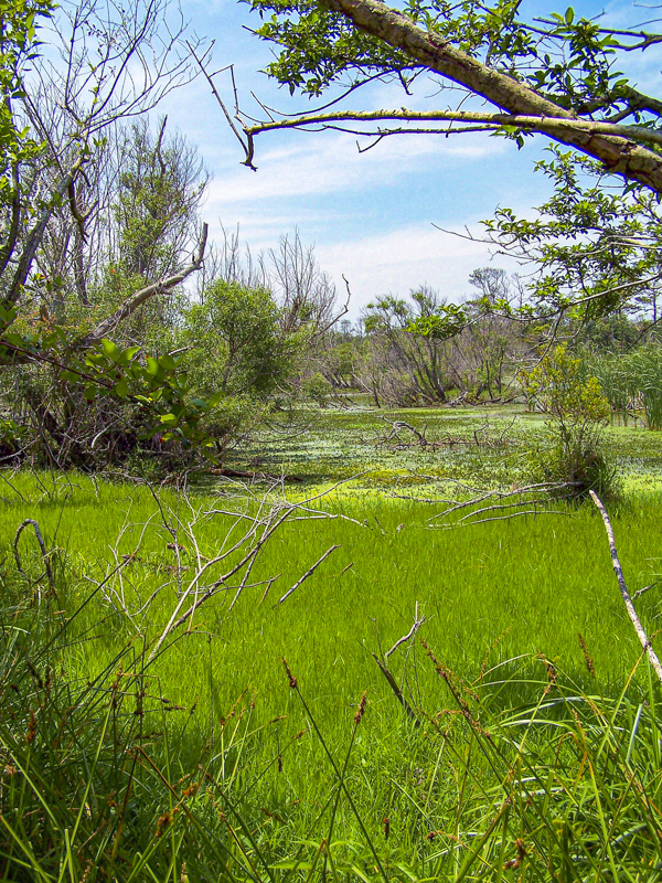 Buxton Woods Nature Trail