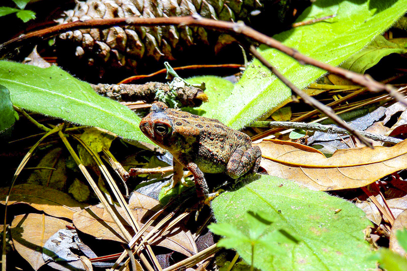 Buxton Woods Nature Trail