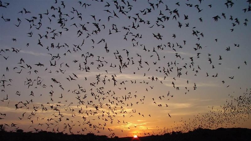 Bat Flight Program