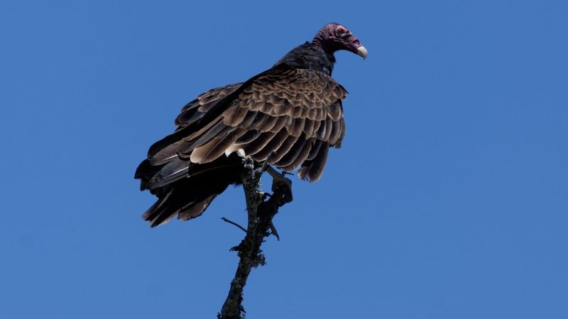 Un vautour vu à Cape Hatteras