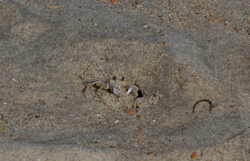 Crabe