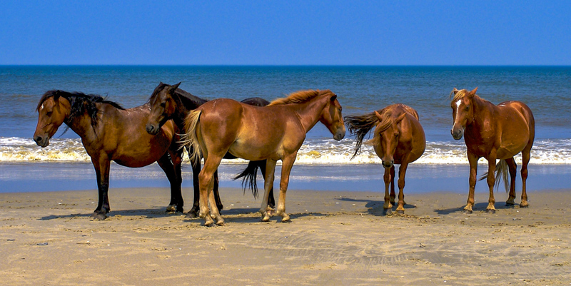 Wild Horses, Corolla