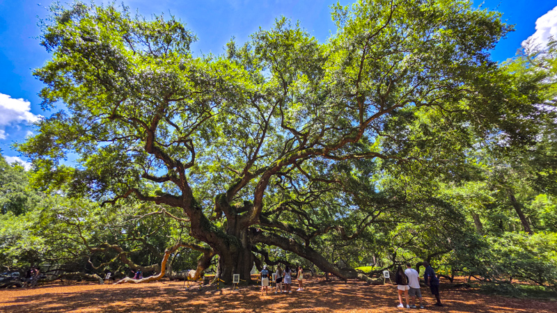 Angel Oak