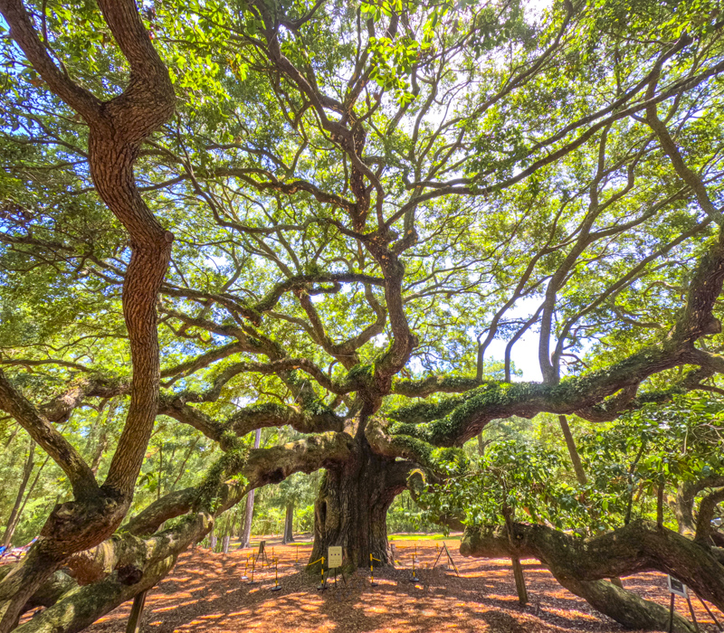 Angel Oak