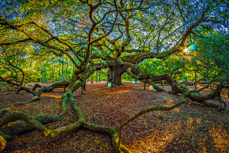 Angel Oak