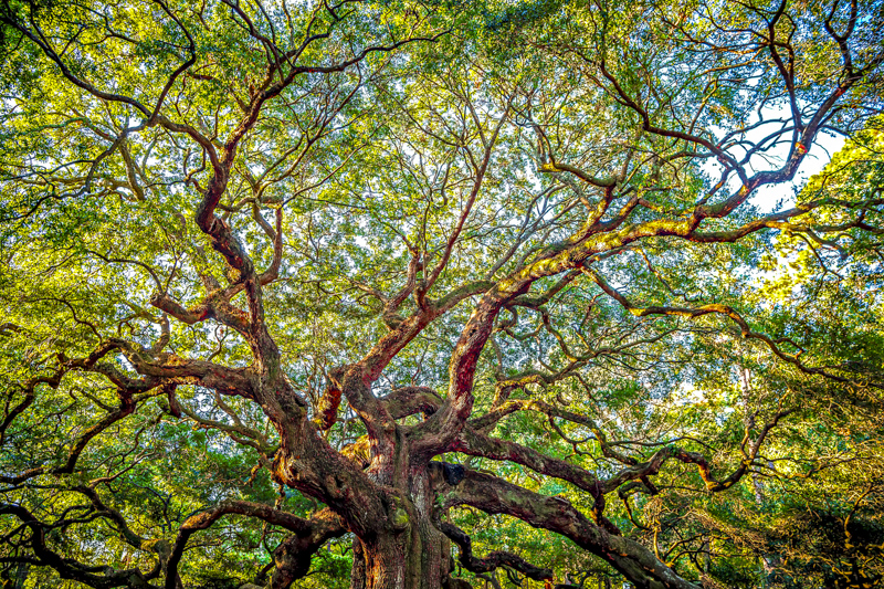 Angel Oak