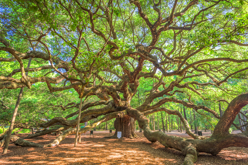 Angel Oak