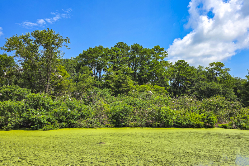 Cypress Wetlands