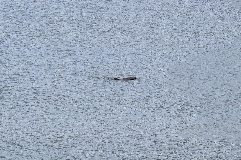 Dauphin dans Beaufort River