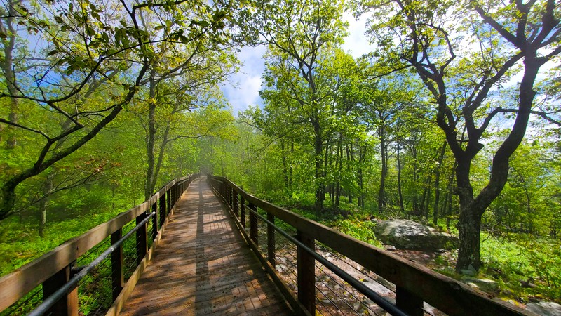 Bald Rock Trail
