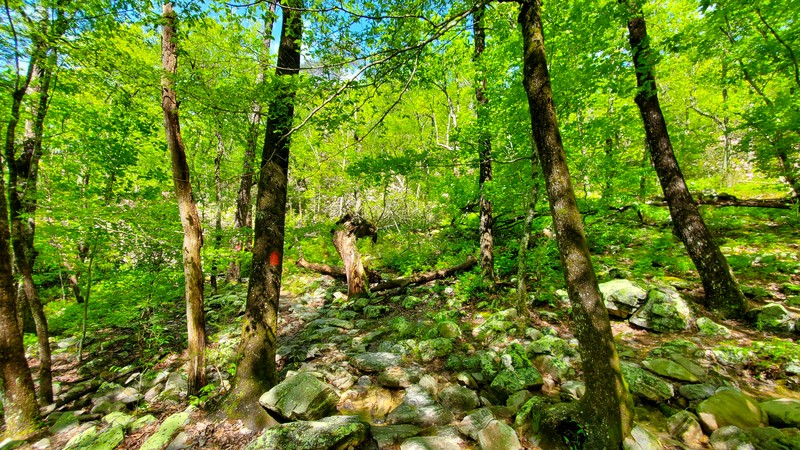 Pulpit Rock Trail