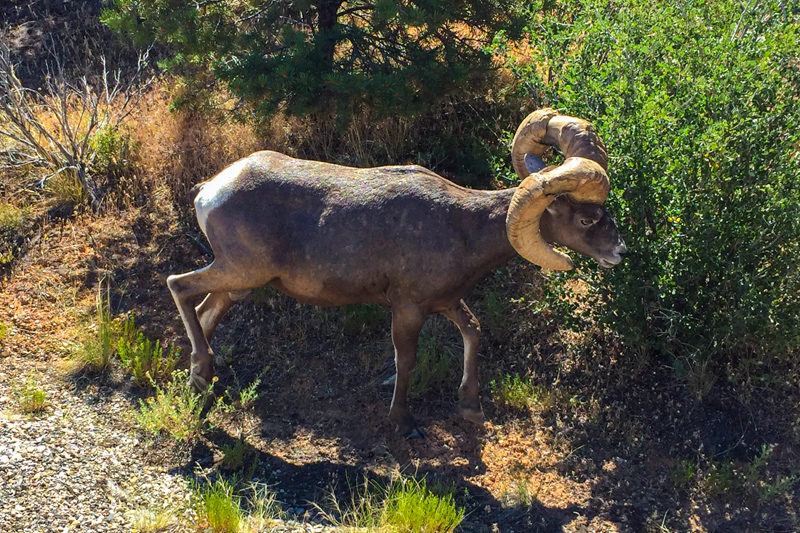 Bighorn &agrave; Colorado NM