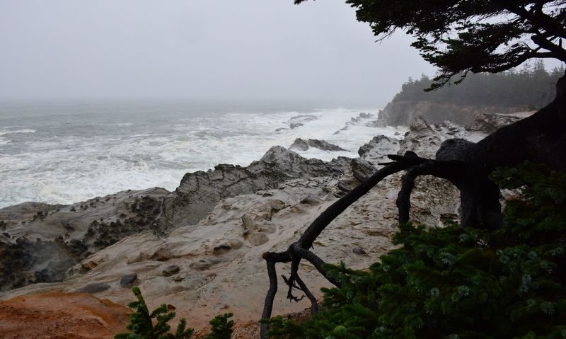 Cape Arago