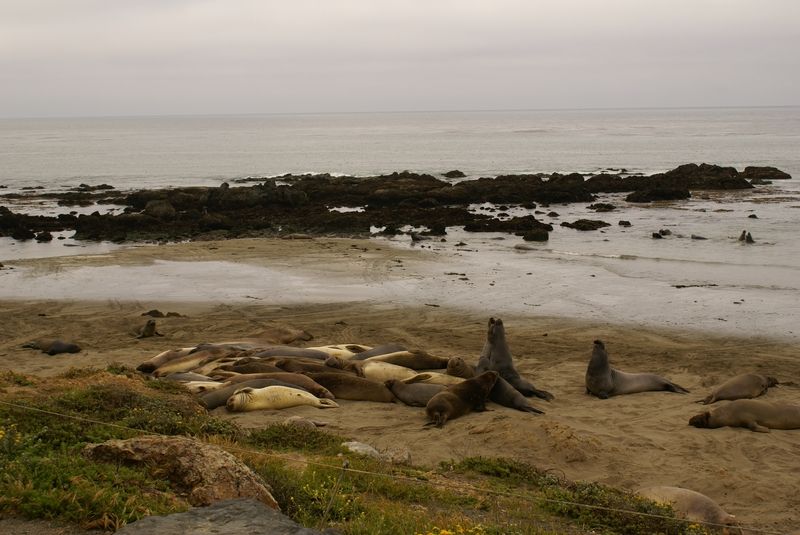 Eléphants de mer