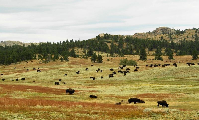 Custer State Park