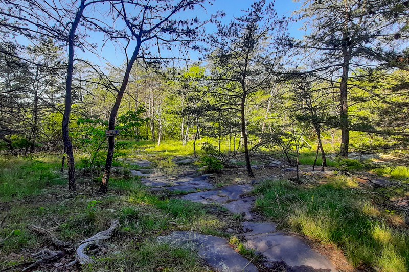 Laurel Falls & Lost Falls Loop
