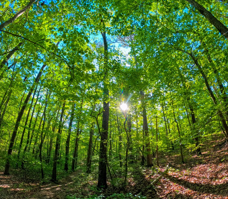 Laurel Falls & Lost Falls Loop