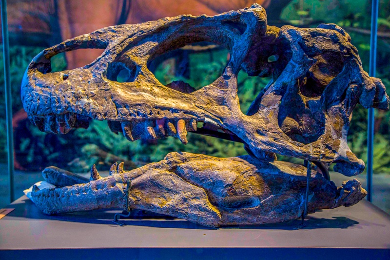 Allosaurus fragilis