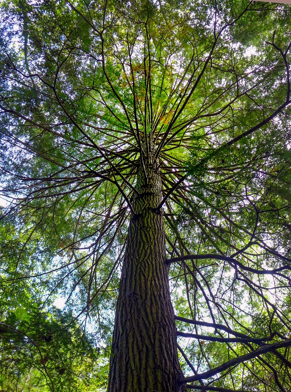 Champion Tree
