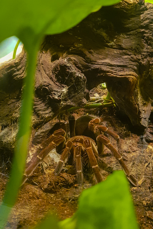 National Museum of Natural History