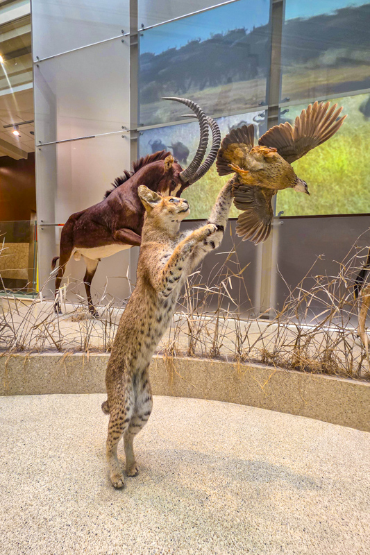 National Museum of Natural History