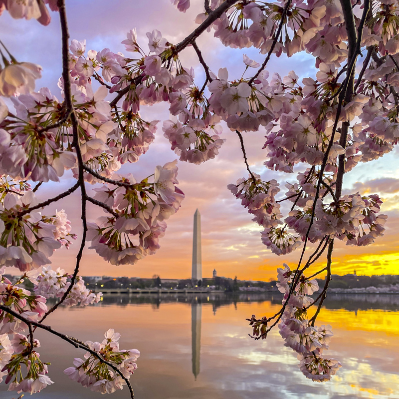 Cherry Blossom, Tidal Basin