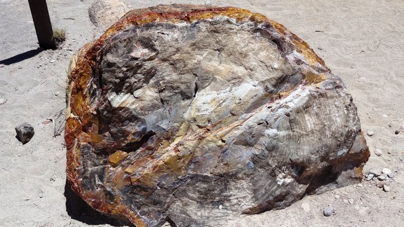 Petrified Forest Trail