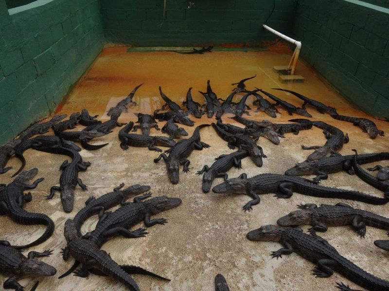 Everglades - Ferme d'alligators