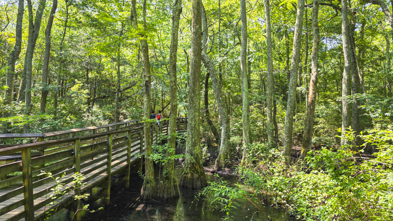 Bald Cypress Trail