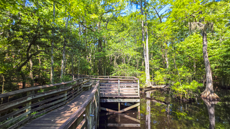 Bald Cypress Trail
