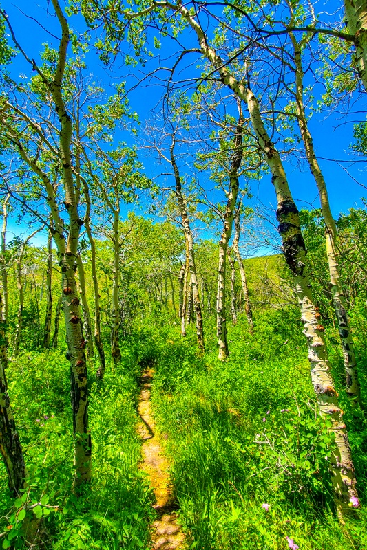 Fossil Butte Nature Trail