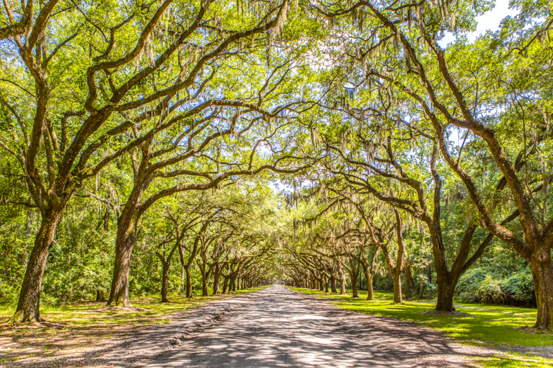 Live Oak Avenue