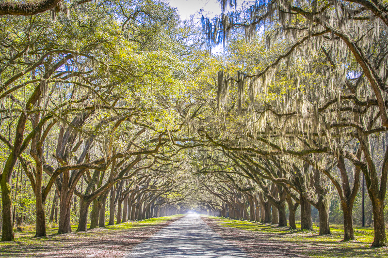Live Oak Avenue